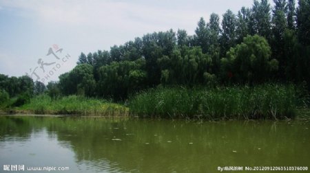 悠然的湿地图片