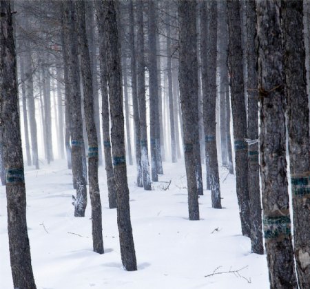 雪中松树林图片