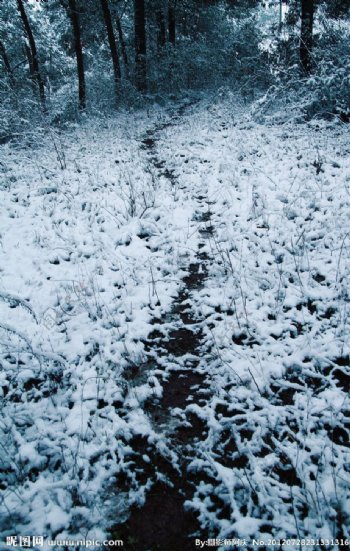 雪中小路图片