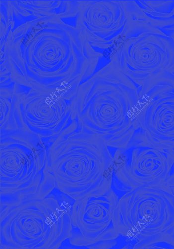 湛蓝色玫瑰底纹背景素材图片