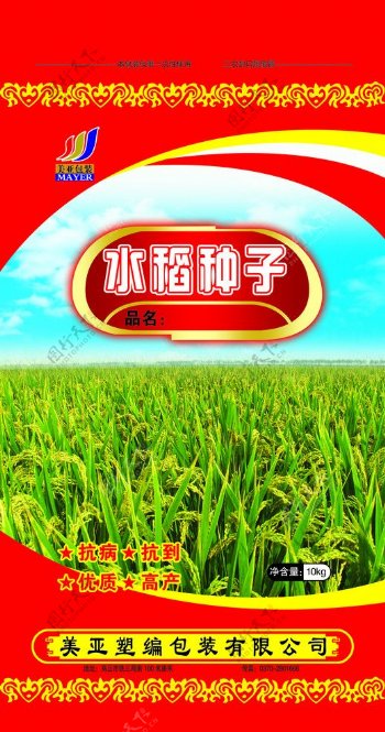 水稻种子图片