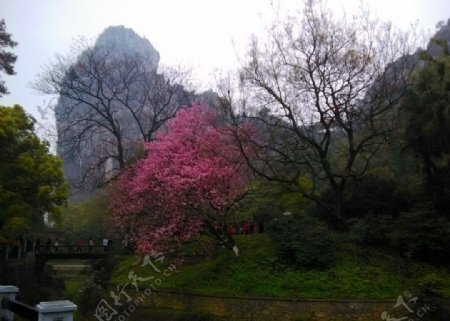 桂林樱花王图片