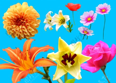 花卉集合图片