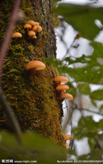 峨眉山树菇图片