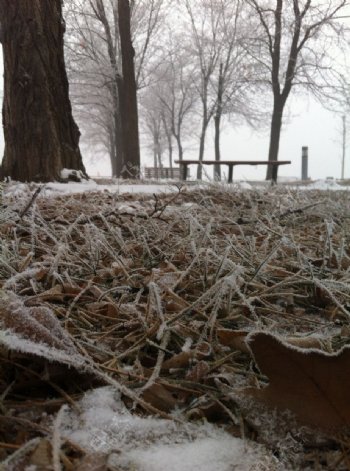 雪天雾凇图片