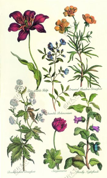 植物花卉花卉图片