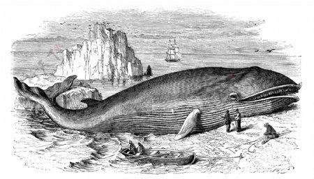 海洋鲸鱼图片