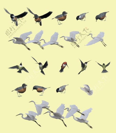 鸟类效果图图片