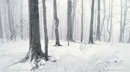 雪中树林图片