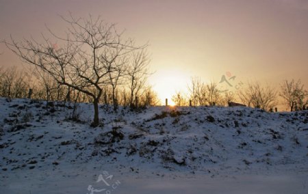白雪与朝阳图片