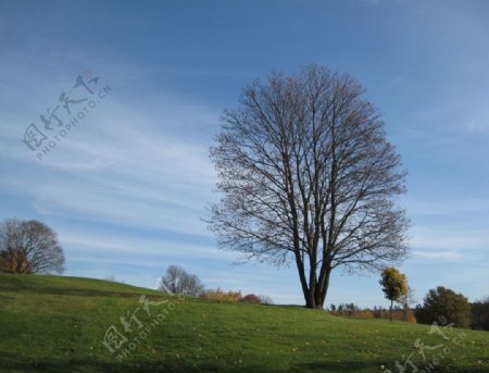 树与蓝天图片