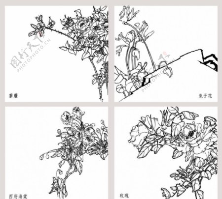 白描花卉图片