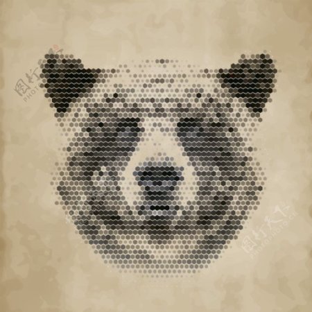 灰熊狗熊图片