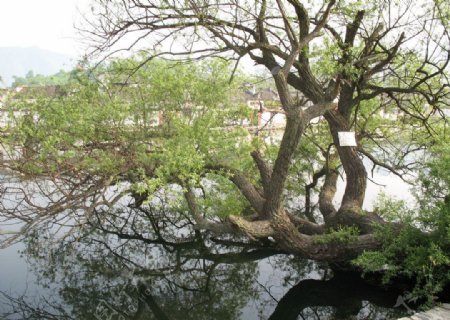 安徽宏村南湖古树图片