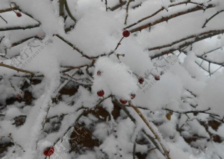 雪景雪中树枝图片