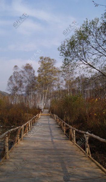 白桦林木桥图片