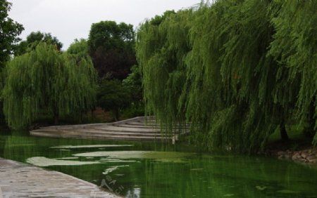 春申湖边的垂柳图片