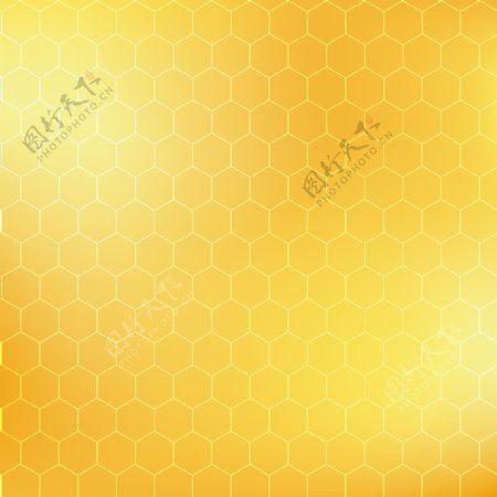 蜜蜂蜂巢图片