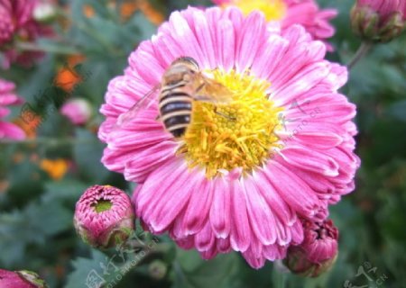 蜜蜂小花图片