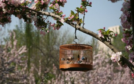 北京北海公园鸟趣图片