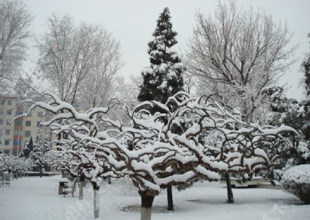 园林雪景图片