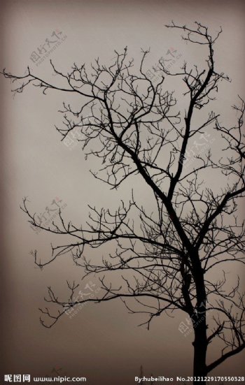 冬天的树枝图片