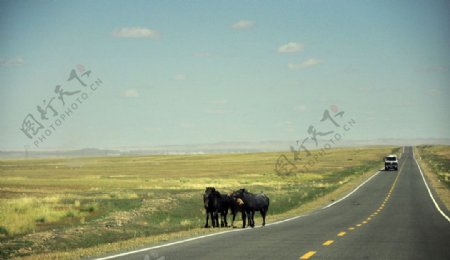 公路边的马儿图片