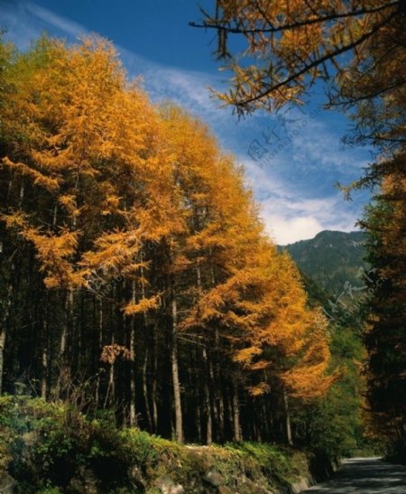 黄树林图片