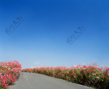 公路两边的野花图片