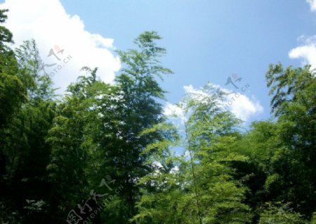 水槎天湖山竹林图片