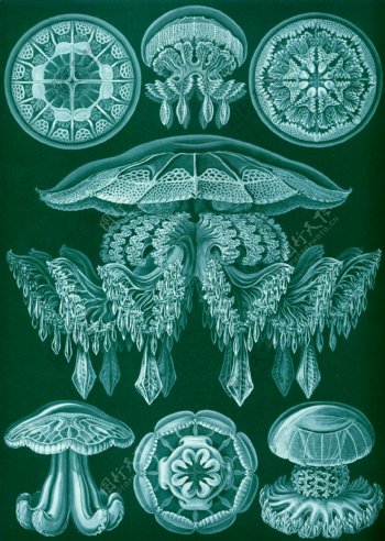 海洋生物古生物图片