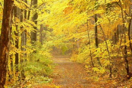 秋天的森林和小路图片