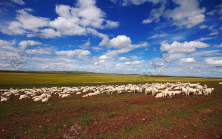 内蒙古羊群图片