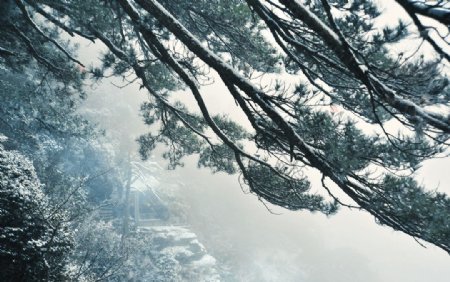 庐山雪松图片
