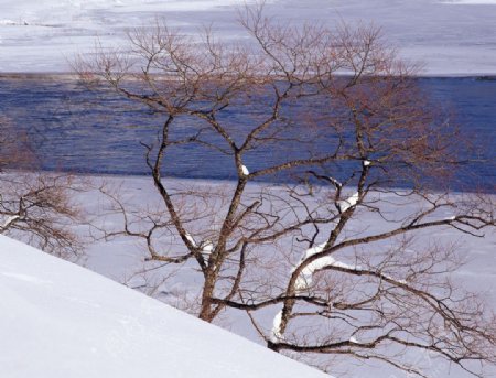 沿海冬景图片