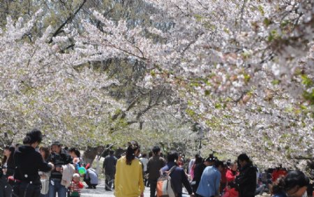 青岛樱花图片