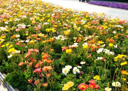 世博园的罂粟花图片