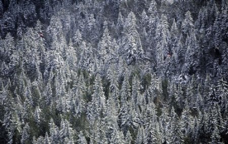 冬季雪景高清图片