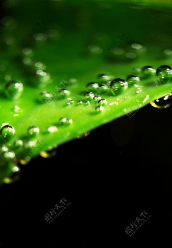 水泡与绿叶图片