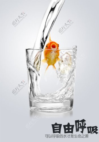 水杯中的金鱼图片
