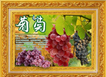 水果风景之葡萄图片