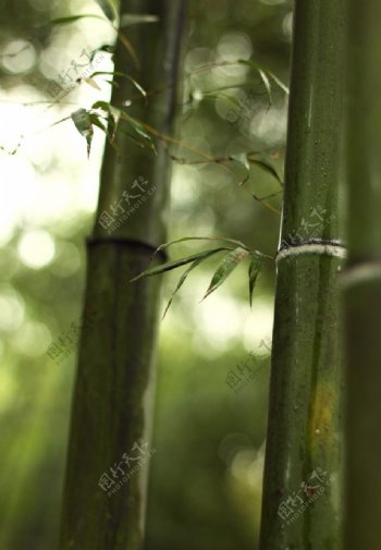竹子雨后景观图片