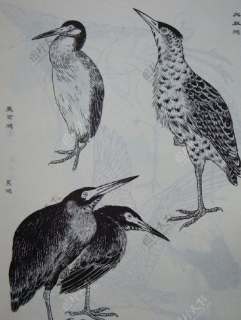 鸟类工笔画图片