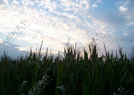 玉米田园景色图片