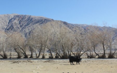 新疆喀什牦牛图片