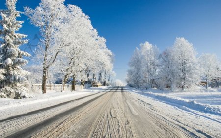 冬季公路满树白雪图片