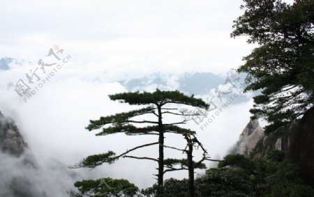 雾中的松树图片