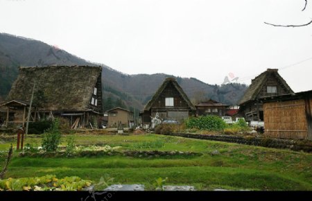 白川鄉與五箇山的合掌造村落图片