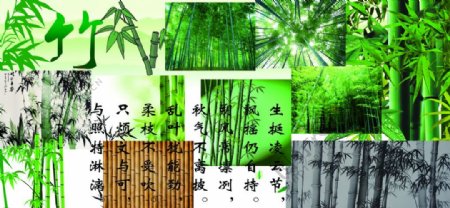 竹子竹林素材大全图片