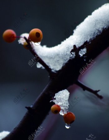 雪与果实图片